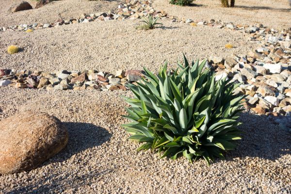 Xeriscaping Service in Redwood City