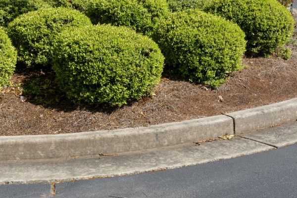 Pine Mulch Installation in Redwood City