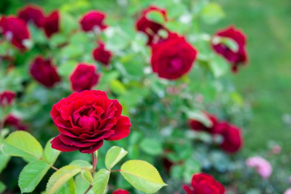 Rose Planting in Redwood City
