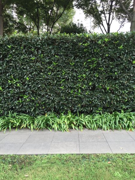 Privacy Shrub Planting in Redwood City