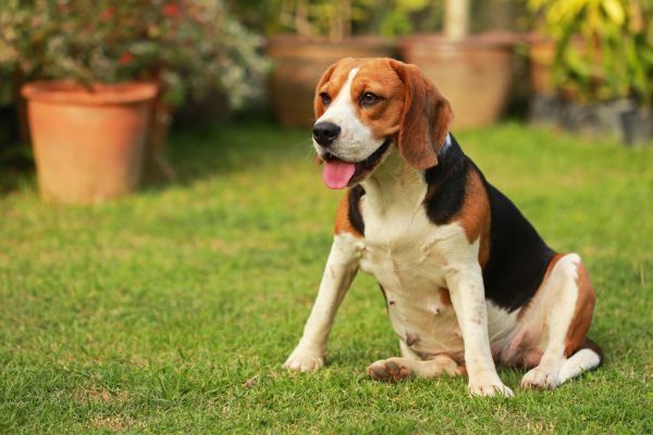Dog Friendly Landscaping in Redwood City