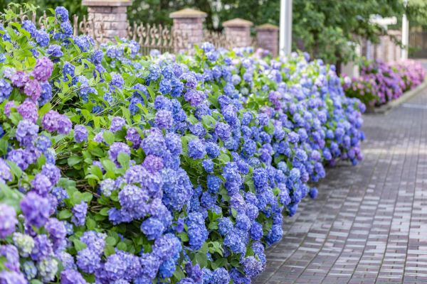 Hydrangea Landscaping in Redwood City