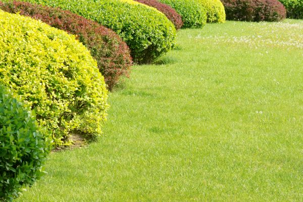 Shrubbery Planting in Redwood City
