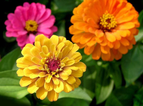 Zinnia Planting in Redwood City