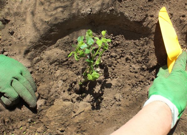 Rose Bush Planting in Redwood City