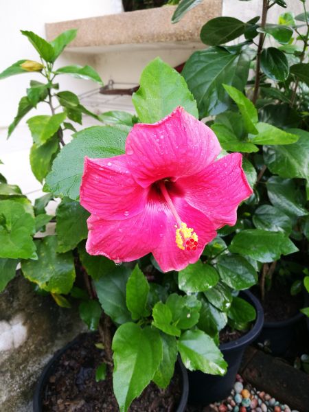 Hibiscus Planting in Redwood City