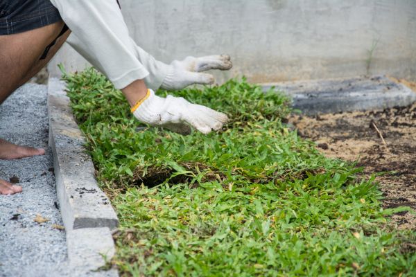 Ground Cover Planting in Redwood City