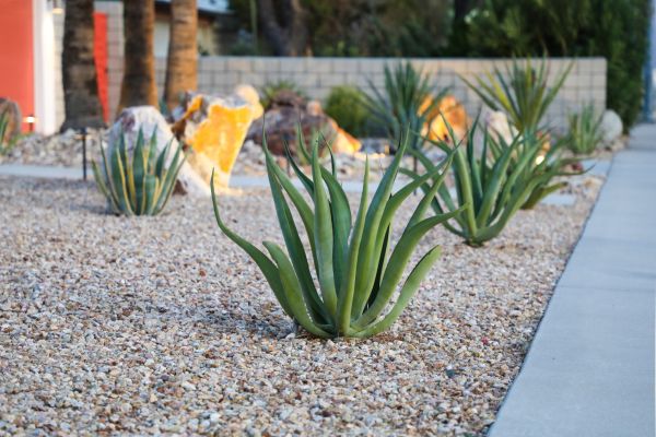 Drought Resistant Landscaping in Redwood City