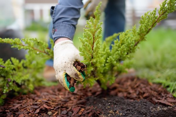 Church Mulching in Redwood City