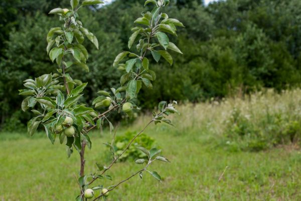 Apple Tree Planting in Redwood City
