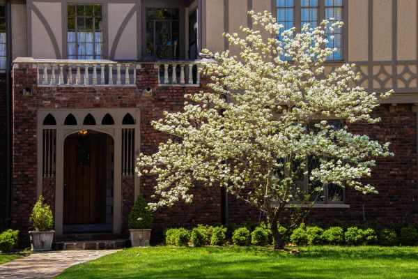 Dogwood Tree Planting in Redwood City